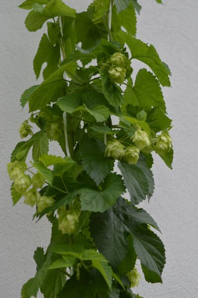 Hopfen Magnum (Pflanze)